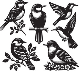 bird vectore illastration