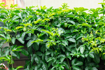 Summer, orchards, fruits, passion fruit, passion fruit flowers, fruits