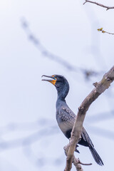 Double breasted cormorant perched on bare tree branch with hazy sky background