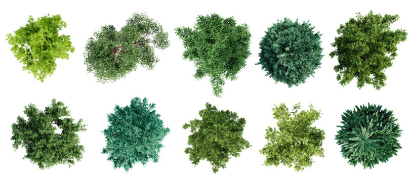 Top view of various types of coniferous trees isolated on transparent background. 3D render.