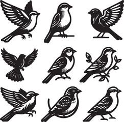 bird vectore illastration