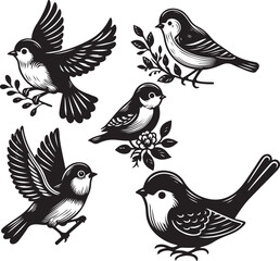 bird vectore illastration