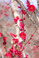Beautiful Japanese apricot blossoms that bloom in early spring ‘Kagoshimako’.