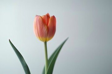 Colorful tulip flowers in the vase