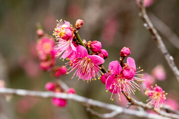 Beautiful Japanese apricot blossoms that bloom in early spring ‘Toubai’.