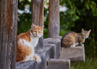 group of five friendly cats with different coat colors posing side by side on an old stony window...