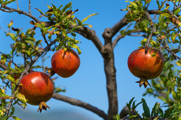Close-up of beautiful ripe pomegranates on a tree against a blue sky on a sunny day.