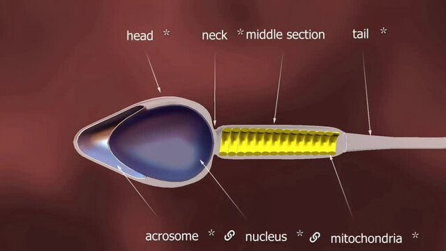 Spermatozoa cross section