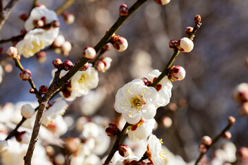 White Japanese apricot blossoms blooming in the forest in early spring.