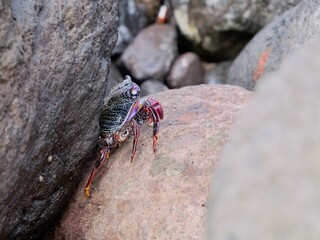 Crabs (Grapsus adscensionis) on the rocks near Playa Teresitas, Santa Cruz de Tenerife, Canary Islands, Spain