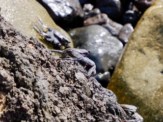 Crabs (Grapsus adscensionis) on the rocks near Playa Teresitas, Santa Cruz de Tenerife, Canary Islands, Spain