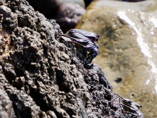 Crabs (Grapsus adscensionis) on the rocks near Playa Teresitas, Santa Cruz de Tenerife, Canary Islands, Spain