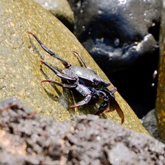 Crabs (Grapsus adscensionis) on the rocks near Playa Teresitas, Santa Cruz de Tenerife, Canary Islands, Spain