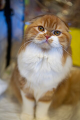 Porträt einer Schottischen Faltohr Katze