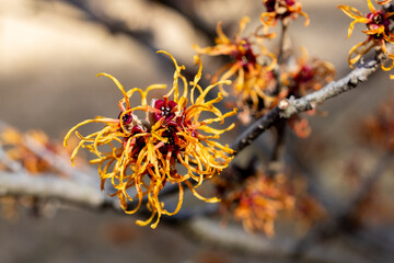 Hamamelis intermedia ’Jelena’ with yellow flowers that bloom in early spring.
