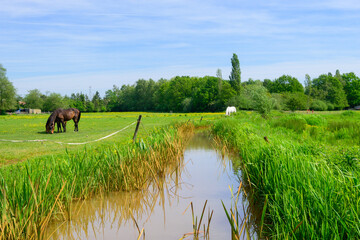 Photo of a horse pasture with a brown horse, with a river with stagnant water next to it, with...