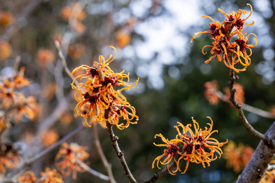 Hamamelis intermedia &rsquo;Jelena&rsquo; with yellow flowers that bloom in early spring.