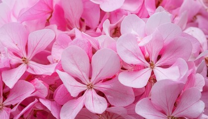 closeup of pink flowers abstract background