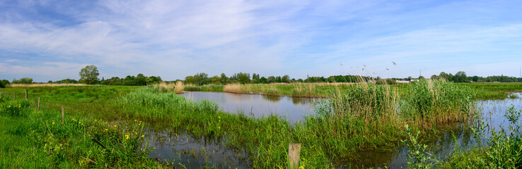 A panoramic photo of 4 different photos. The photo shows a beautiful part of a nature reserve with water between the plants, with a blue sky with white clouds.