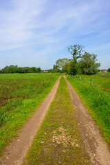 Vertical photo of a gravel walking path through green nature, blue summer sky.