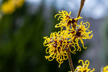 Hamamelis intermedia ’Nina’ with yellow flowers that bloom in early spring.