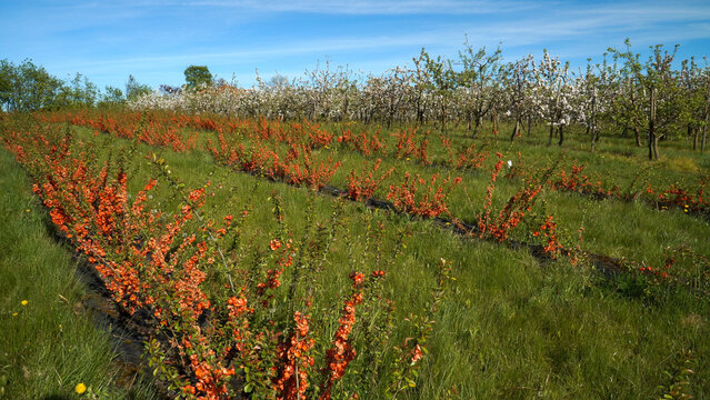 Shrubs of orange flowering quinces next to the white blooming apple trees in a sprawling orchard, all set beneath a clear blue sky. A horticultural landscape bursts into life on a sunny spring day.
