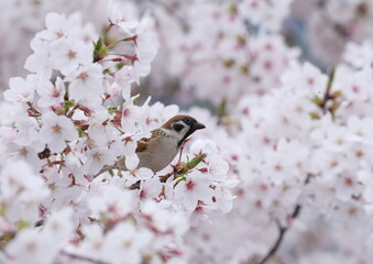 Sparrow and Cherry
