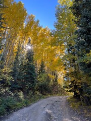 Obraz premium autumn in the forest