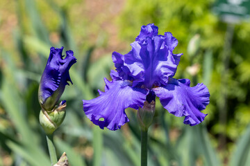 Blue iris flowers that bloom beautifully in early summer.