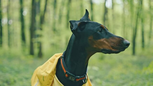 portrait of cute doberman dog wearing yellow rain jacket in the forest