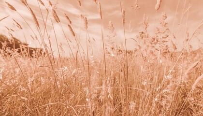 meadow with wild flowers in the sunny summer day soft pastel background peach fuzz color of the year 2024