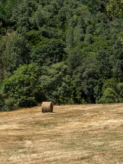 Hay Bale in Open Field Near Forest