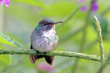 Versicolored Emerald(Chrysuronia versicolor) perched on a branch