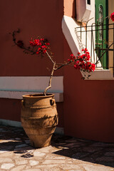 bougainvillea blooming plant beautiful at old painted house wall