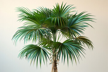 Obraz premium palm tree, plant