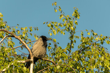 The hooded crow (Corvus cornix) sits on a birch branch in the sun. scald-crow or hoodie.