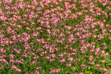 Pink Myosotis flowers in a flowerbed. forget-me-nots