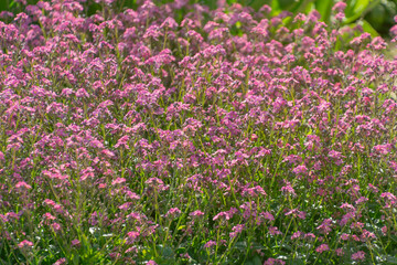 Fototapeta premium Pink Myosotis flowers in a flowerbed. forget-me-nots