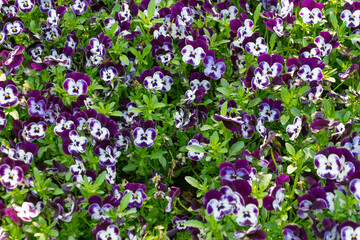 Multi-colored violets in a flowerbed. Floral background.