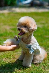 푸들 강아지 poodle puppy dog