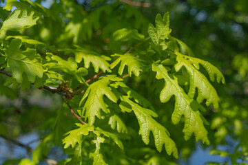 Green oak leaves in the sun.