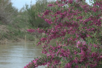 bush with red flowers near a river in the desert