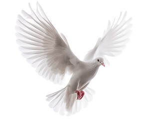 Fototapeta premium A graceful white dove in mid-flight. Isolated bird of peace.