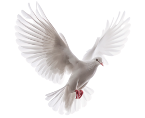 A graceful white dove in mid-flight. Isolated bird of peace.