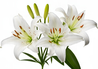 Fototapeta premium Graceful Lilies Standing Alone_ Isolated on a White Background, Featuring Zephyranthes Candida.