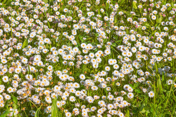 White Bellis perennis flowers in a meadow. common daisy, lawn daisy or English daisy. © K. Yeudakimava