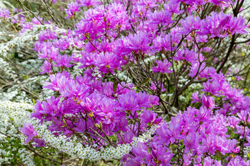 Beautiful spring Japanese azalea in the forest.
