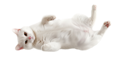 Cute white cat lying on its back on a transparent background