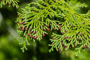Many  japanese cypress flower buds in spring.