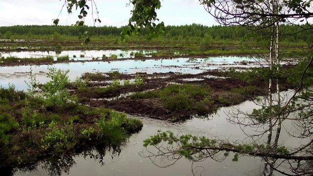 Swamp Viru Raba in Estonia